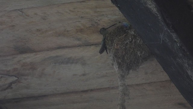 kolibřík modročelý - ML306304211