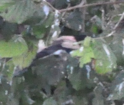 Rosy Starling - ML306307081