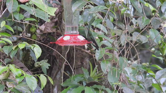 kolibřík bělavořitý - ML306307481
