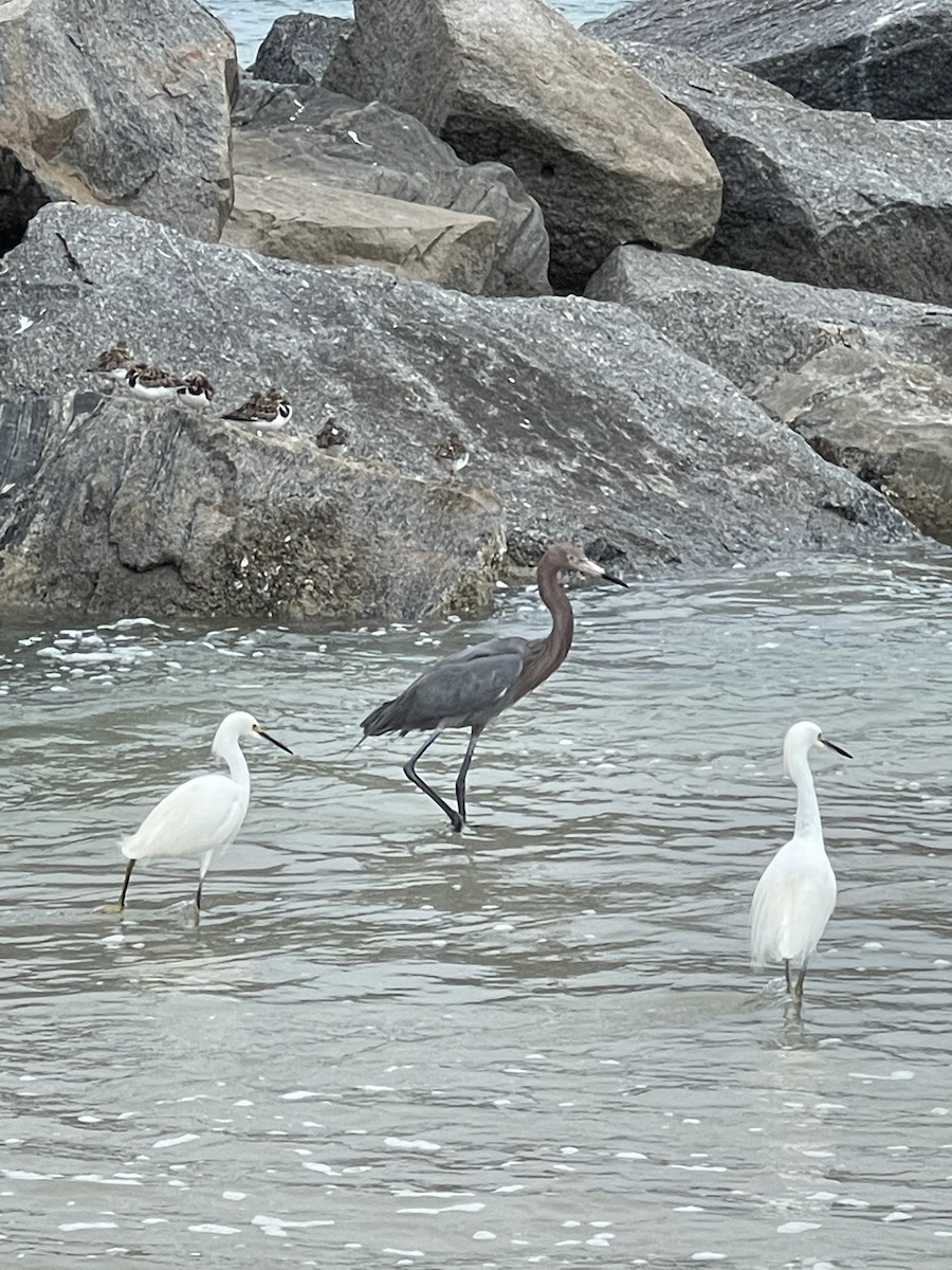 Reddish Egret - ML306309841