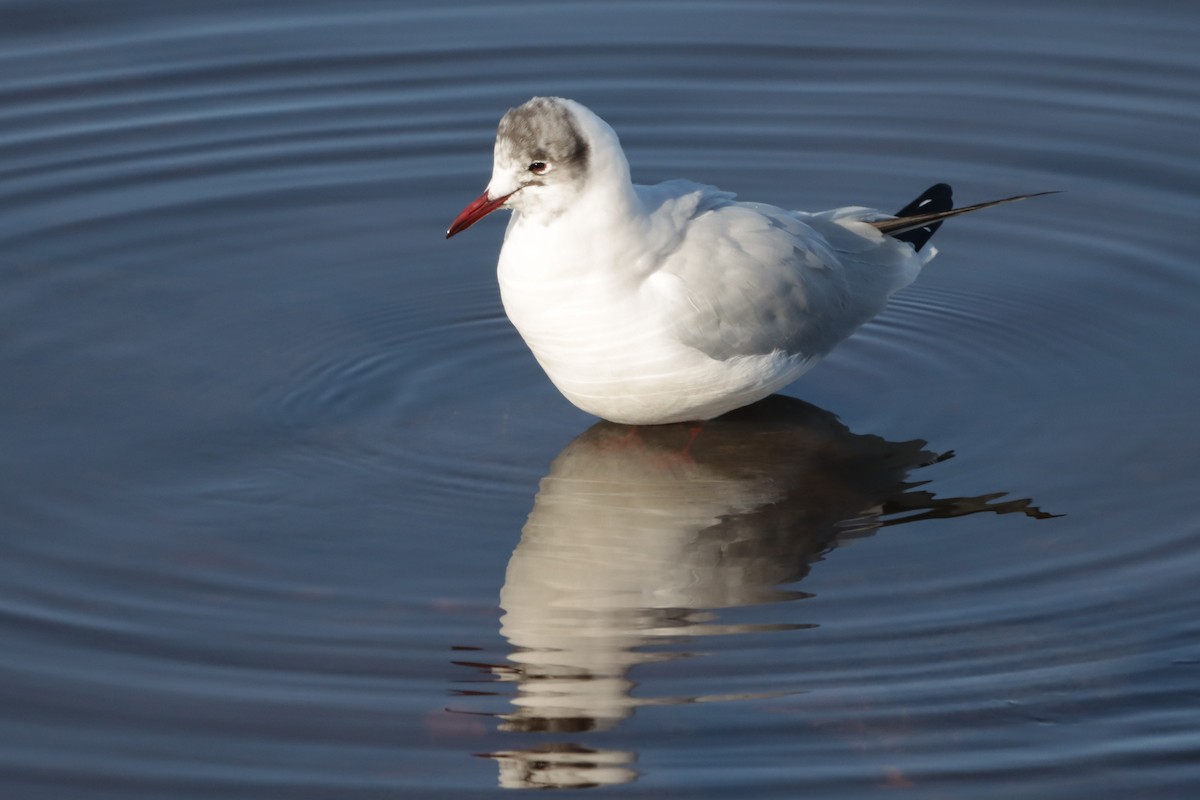 Black-headed Gull - Letty Roedolf Groenenboom