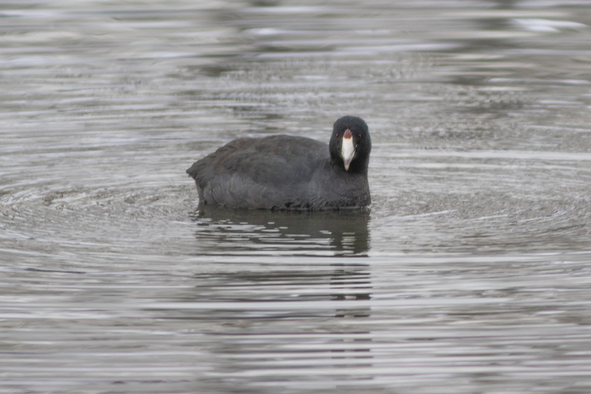 American Coot - ML306311711