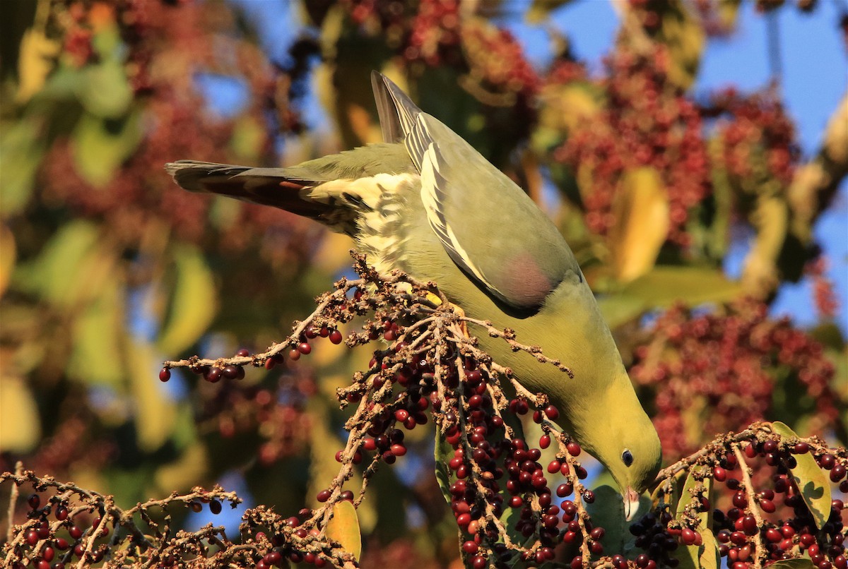 Madagascar Green-Pigeon - ML306313241