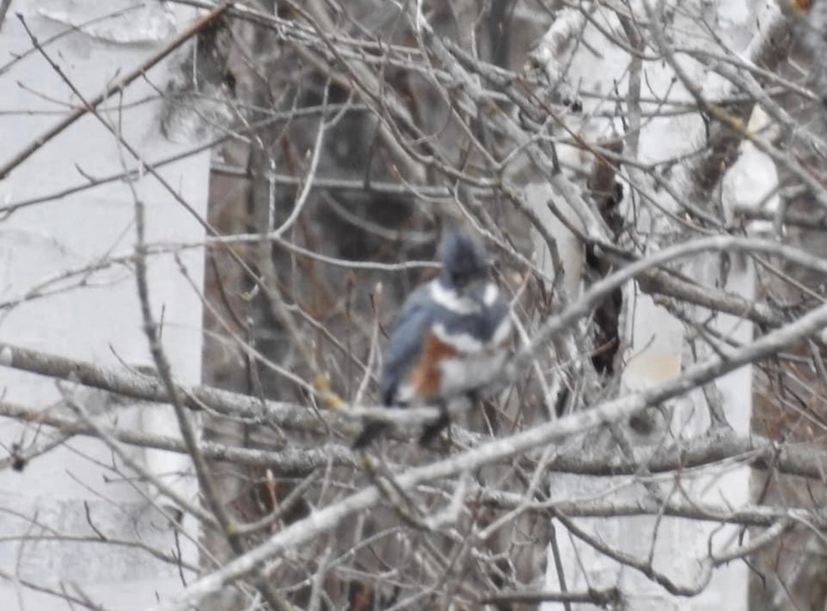 Belted Kingfisher - ML306315071