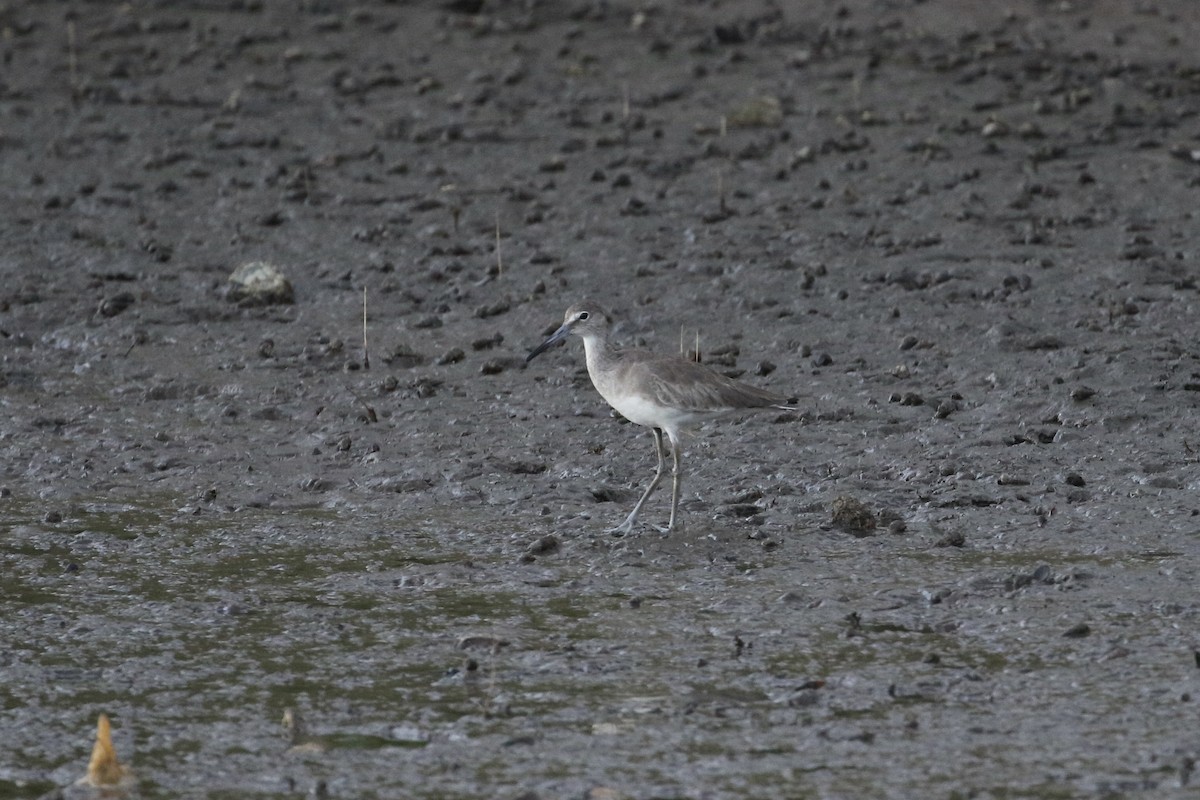 Willet - ML306315291