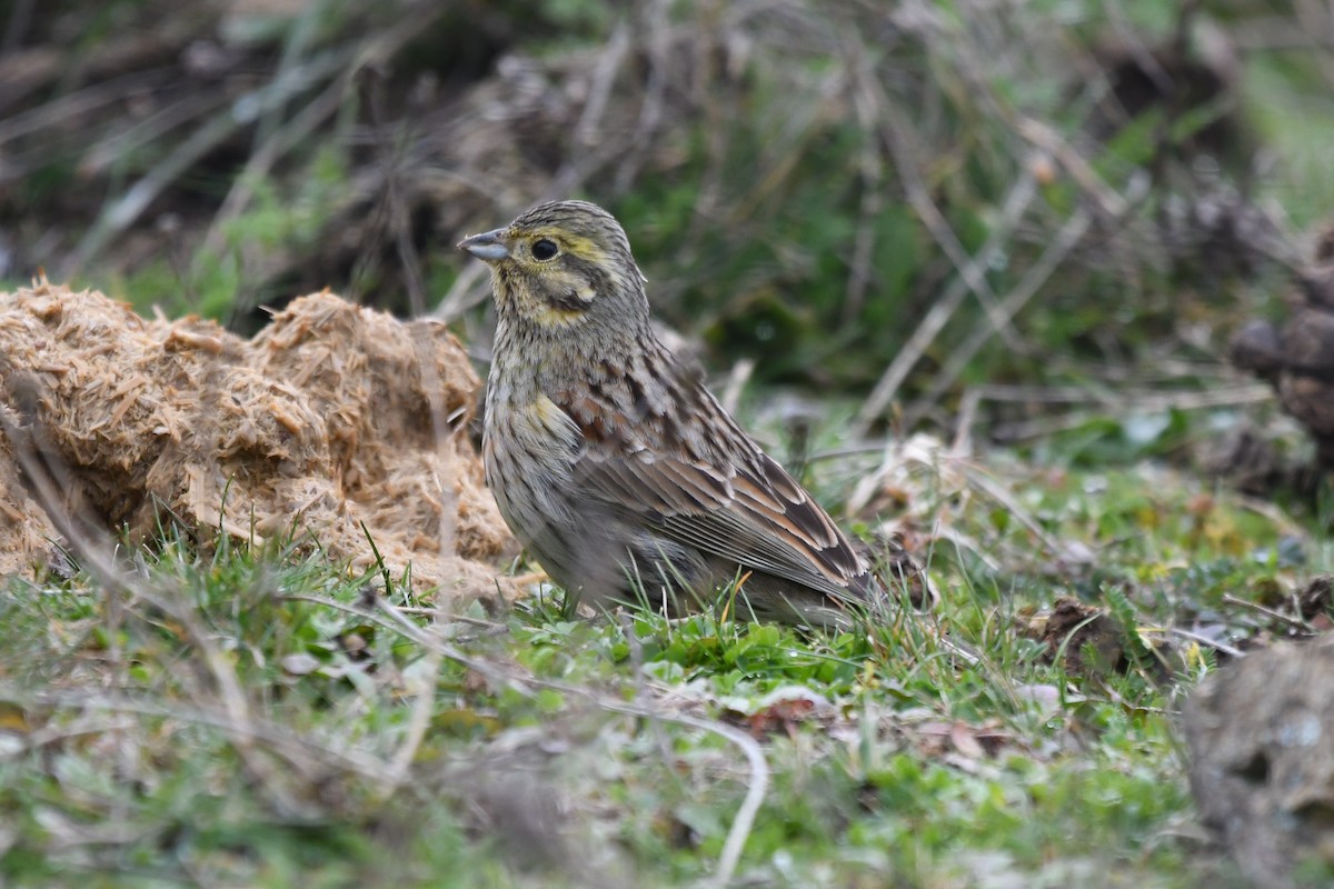 Cirl Bunting - ML306316431