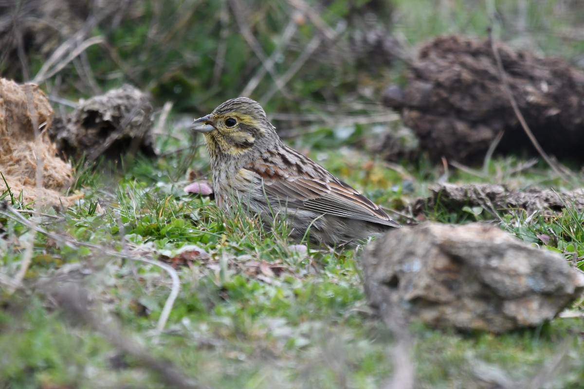 Cirl Bunting - ML306316441