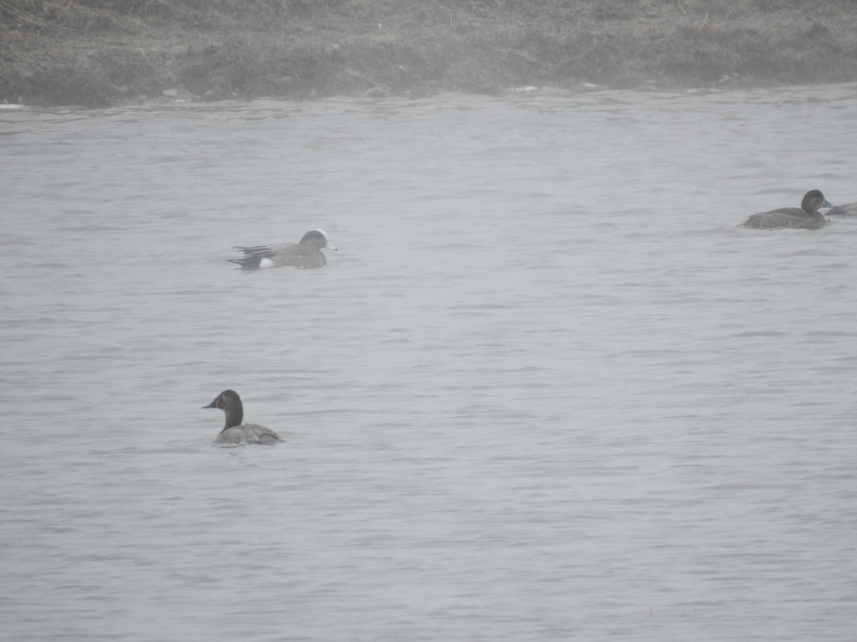 Canvasback - ML306316531