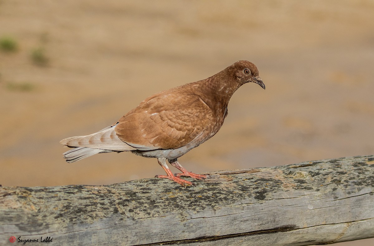 Rock Pigeon (Feral Pigeon) - ML30631721