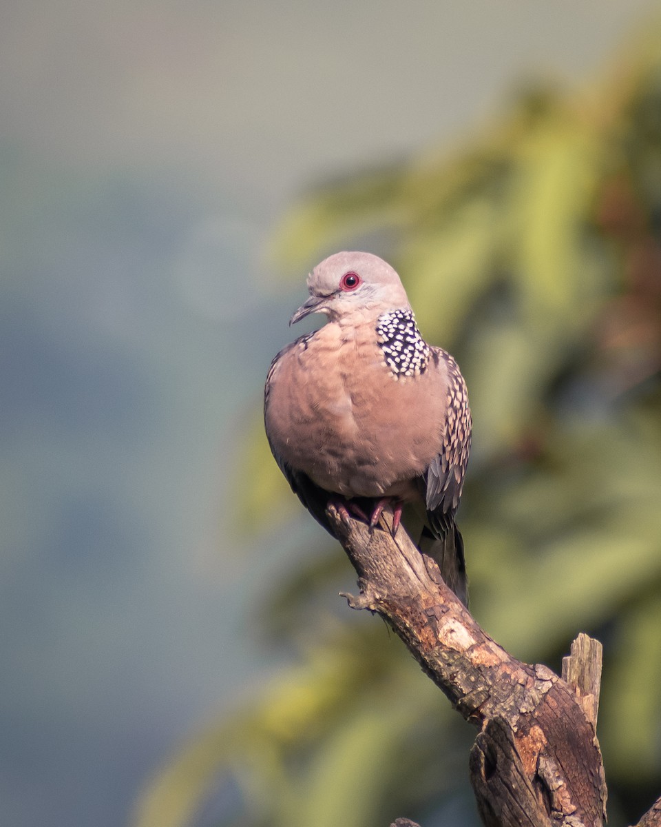 珠頸斑鳩 - ML306317481