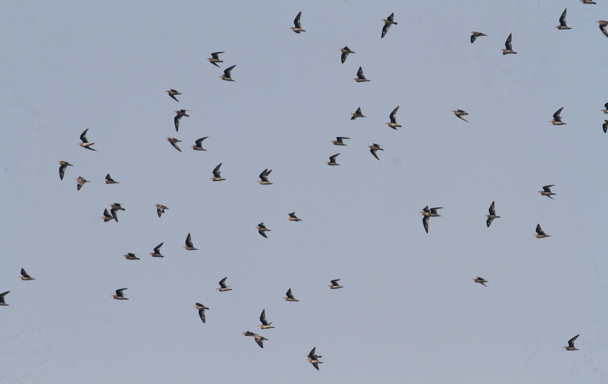 Small Pratincole - ML306318581