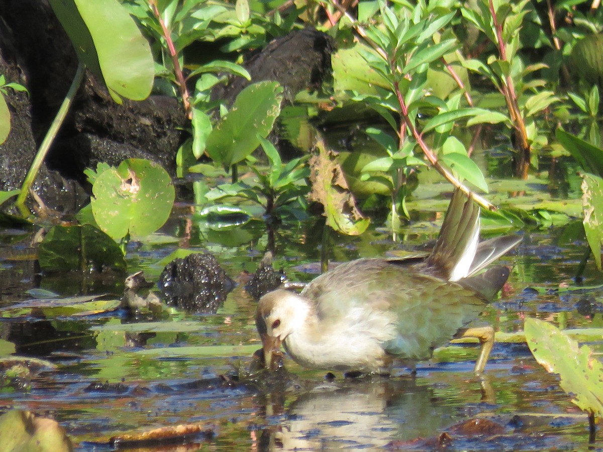 Purple Gallinule - ML30632001