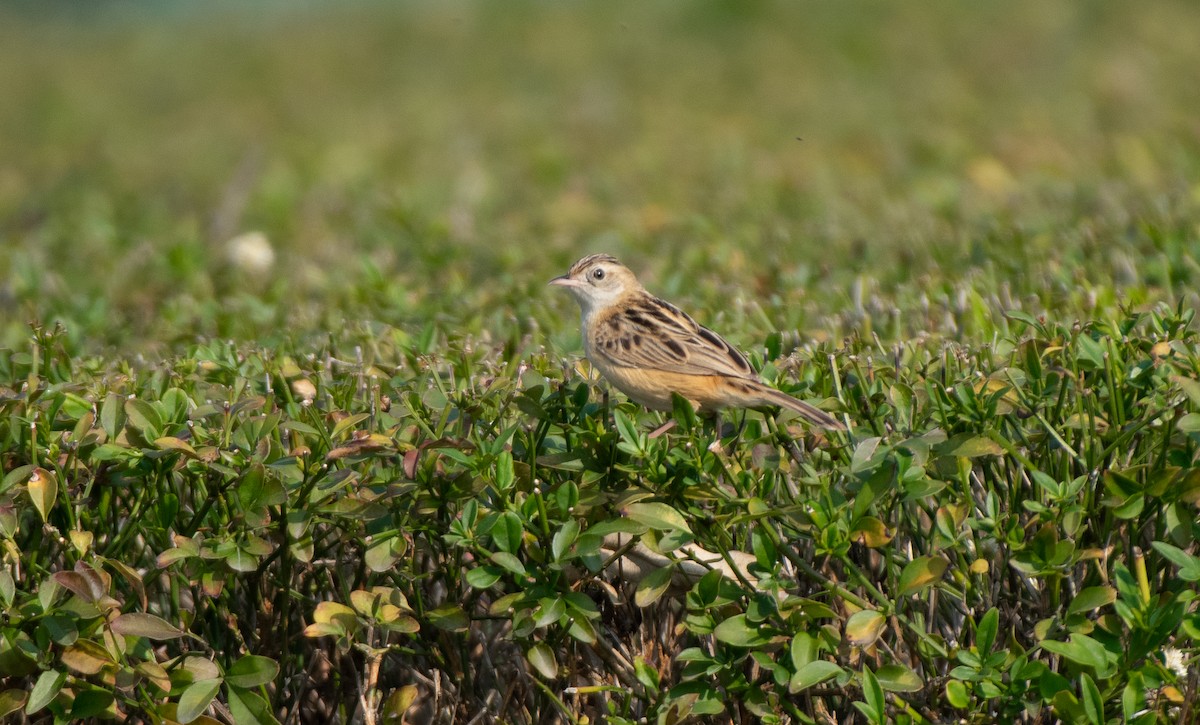 Zitting Cisticola - ML306320791