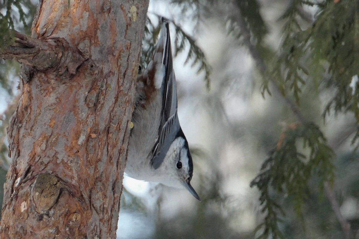White-breasted Nuthatch - Sylvie Gagnon