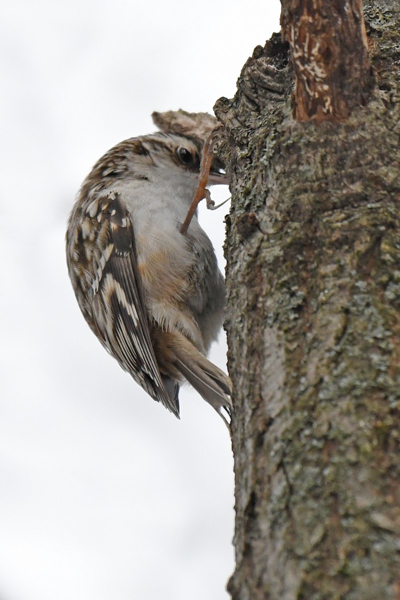 Brown Creeper - ML306321281