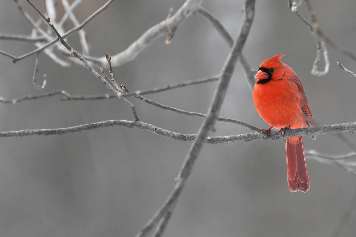 Northern Cardinal - ML306321301