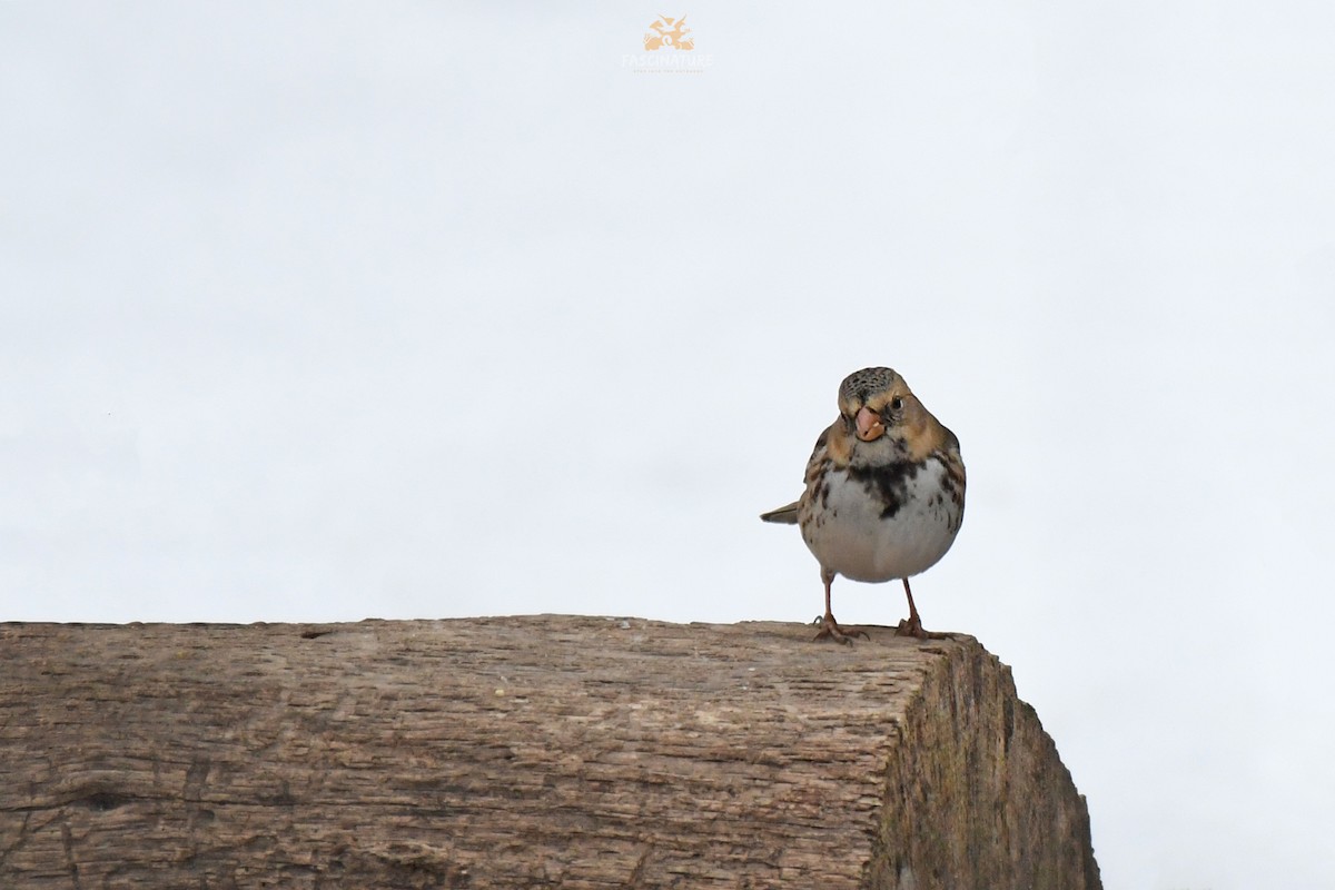 Harrisammer - ML306321331