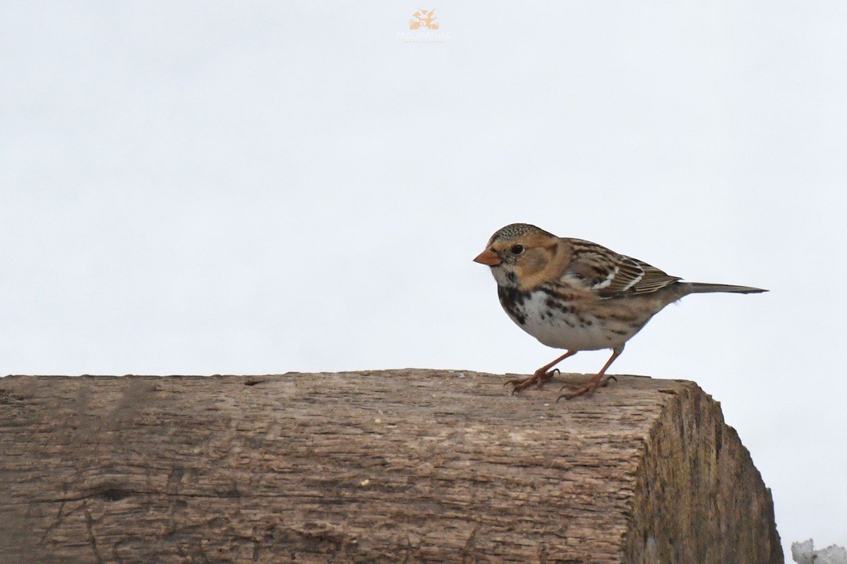 Harris's Sparrow - ML306321341