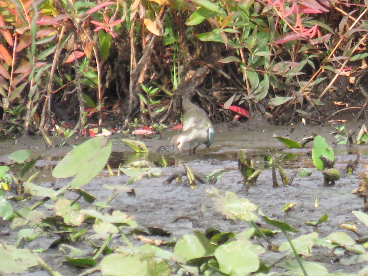 Purple Gallinule - ML30632141