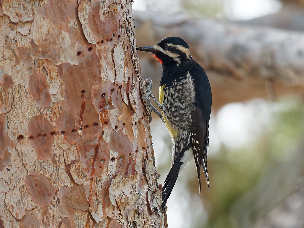 Williamson's Sapsucker - Pierre Deviche