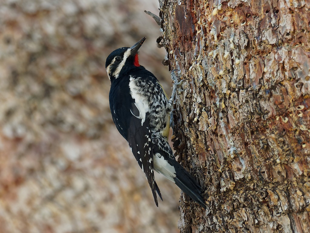 Williamson's Sapsucker - Pierre Deviche