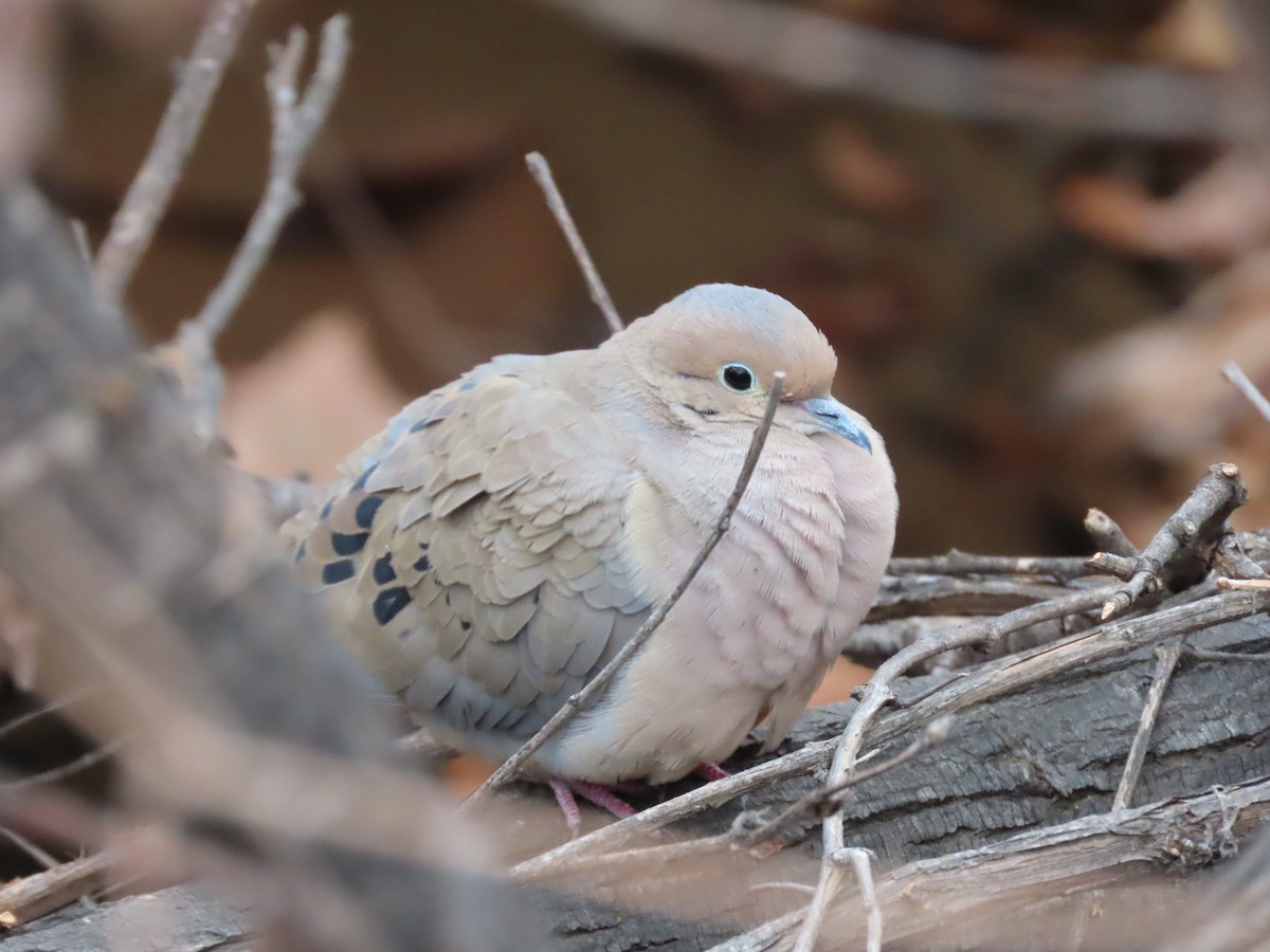 Mourning Dove - ML306322841