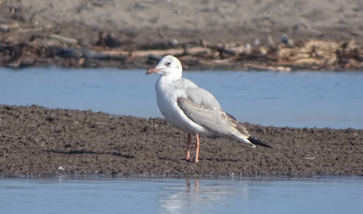 Gray-hooded Gull - Charly Moreno Taucare