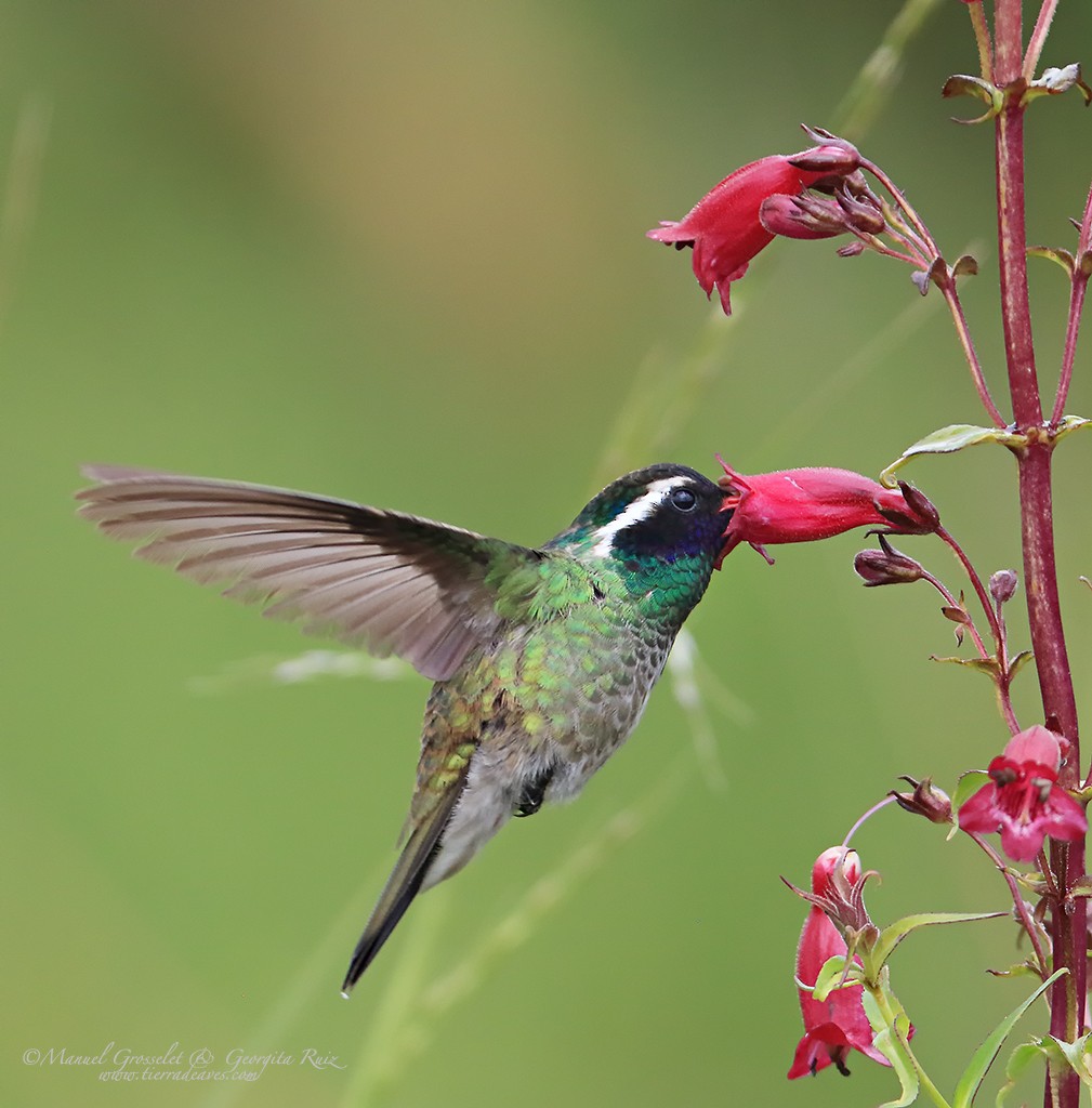 Colibrí Orejiblanco - ML30632571