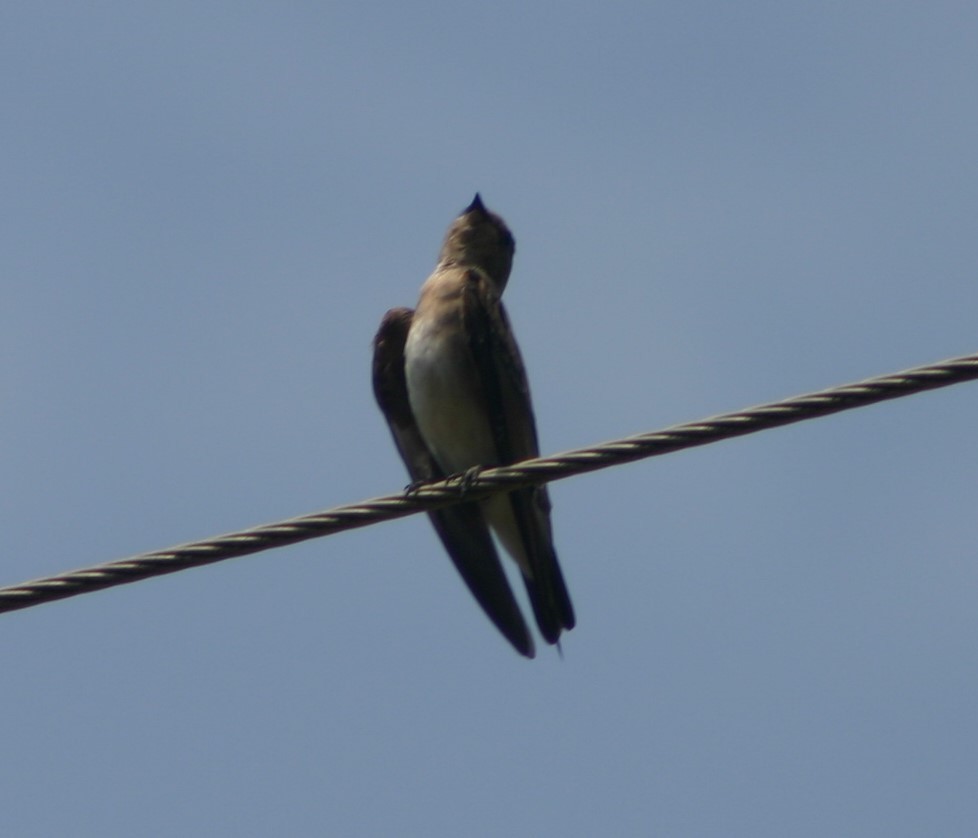 Northern Rough-winged Swallow - ML30632591