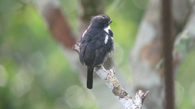 Pied Puffbird - ML306325961