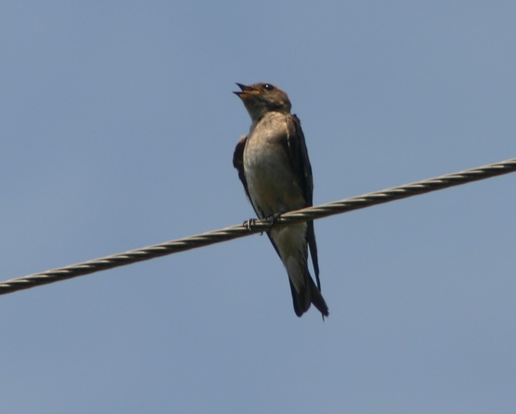 Northern Rough-winged Swallow - ML30632611