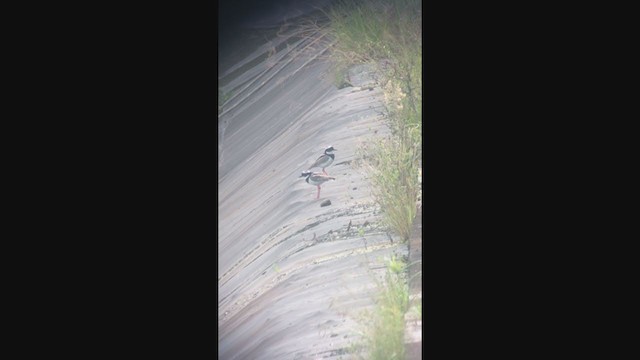 Pied Plover - ML306326771