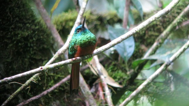 Coppery-chested Jacamar - ML306328981