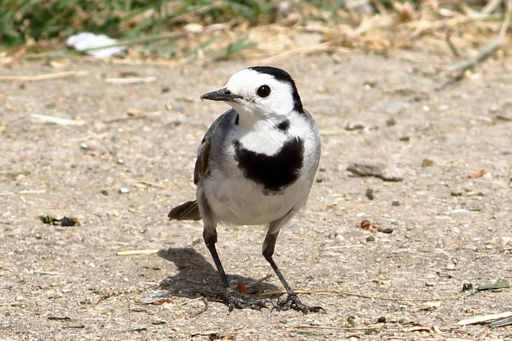 White Wagtail - ML306328991