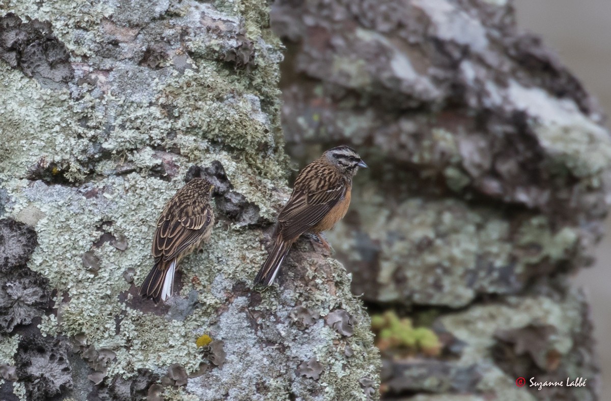 Rock Bunting - Suzanne Labbé