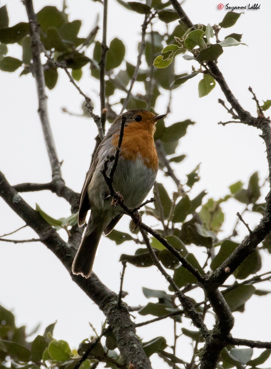 European Robin - ML30633161