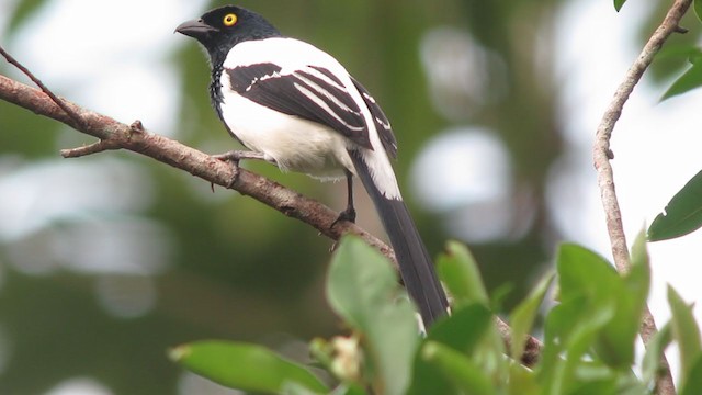 Magpie Tanager - ML306332901