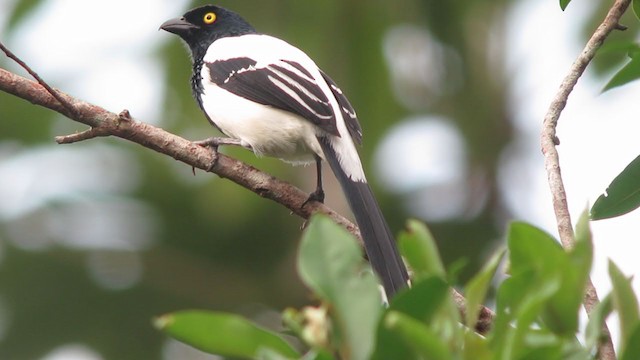 カササギフウキンチョウ - ML306332901