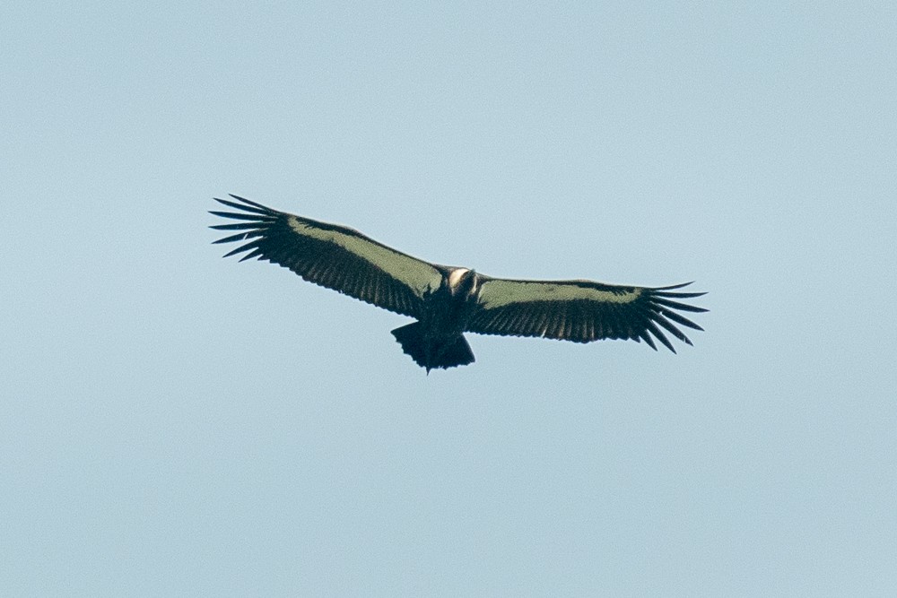 White-rumped Vulture - ML306333531