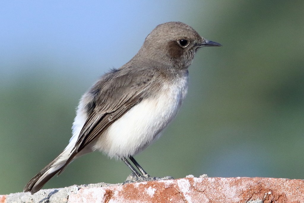 Variable Wheatear - ML306334591