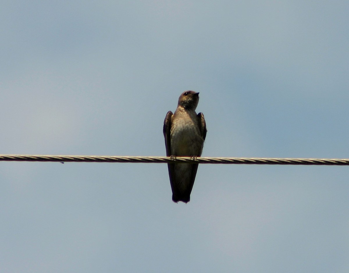 Northern Rough-winged Swallow - ML30633671