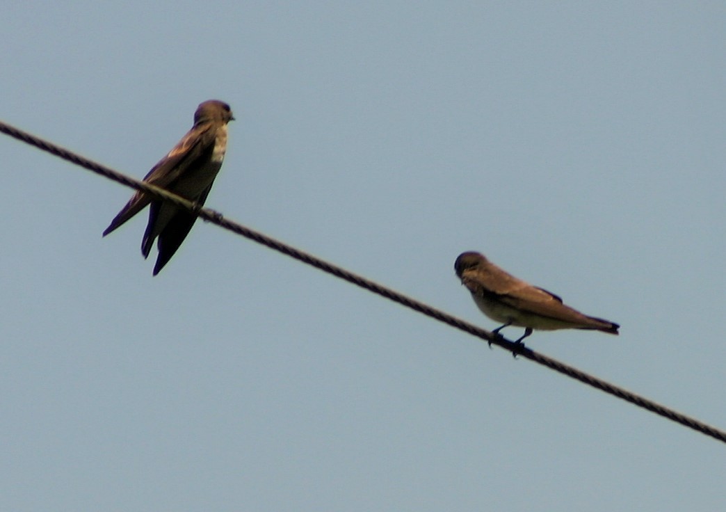 Northern Rough-winged Swallow - ML30633781