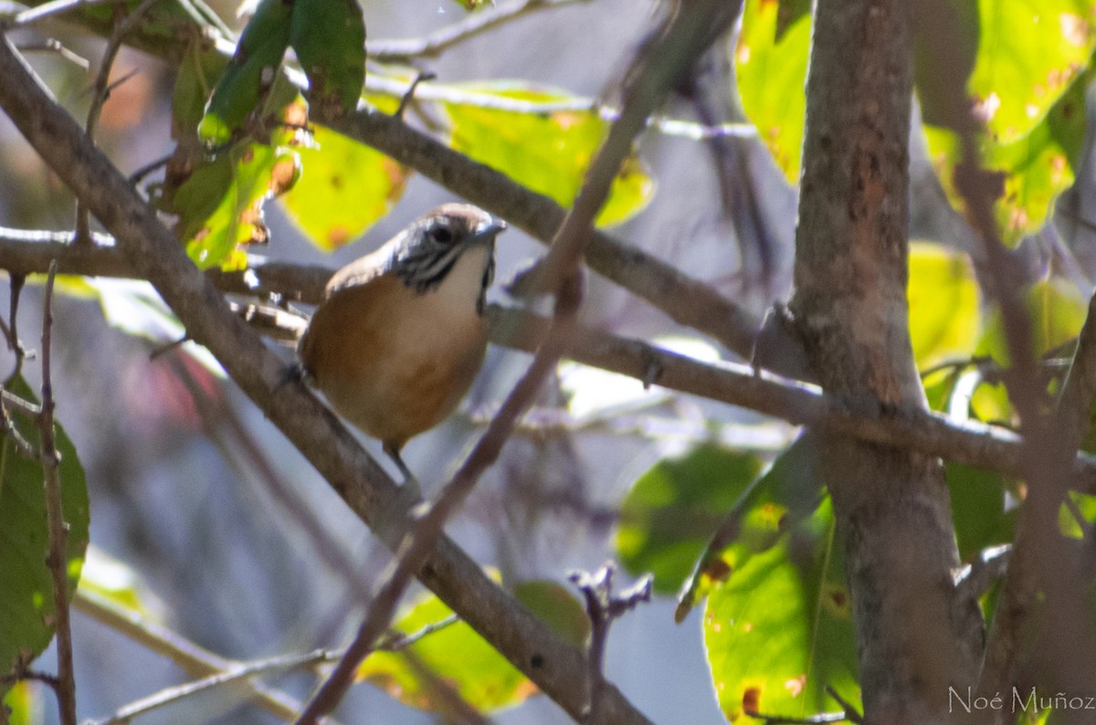 Happy Wren - ML306338591