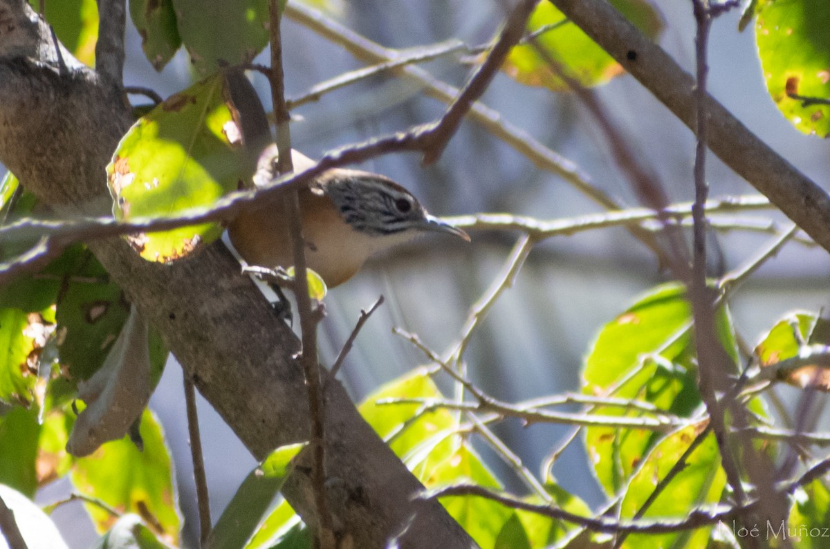 Happy Wren - ML306338601