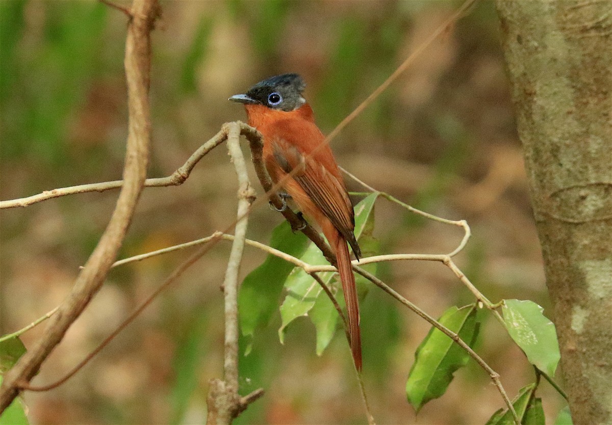 Malagasy Paradise-Flycatcher - ML306340691