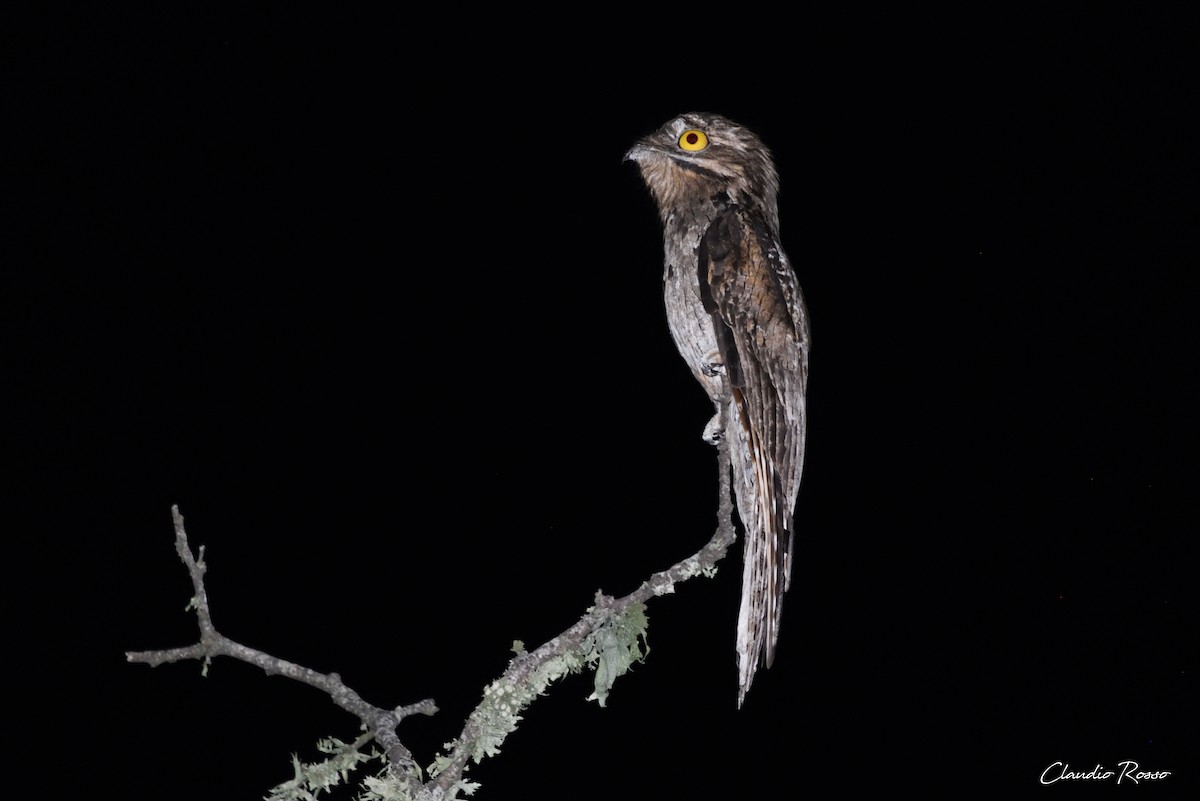 Common Potoo - ML306341411