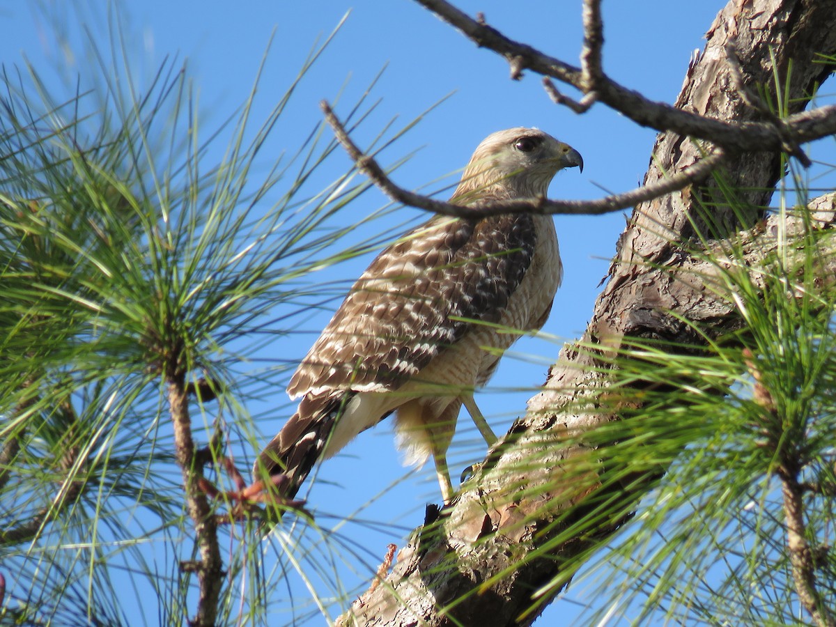 Red-shouldered Hawk - ML306342091