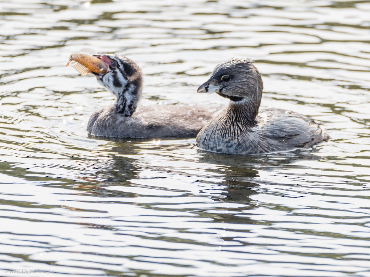 Pied-billed Grebe - ML306342191