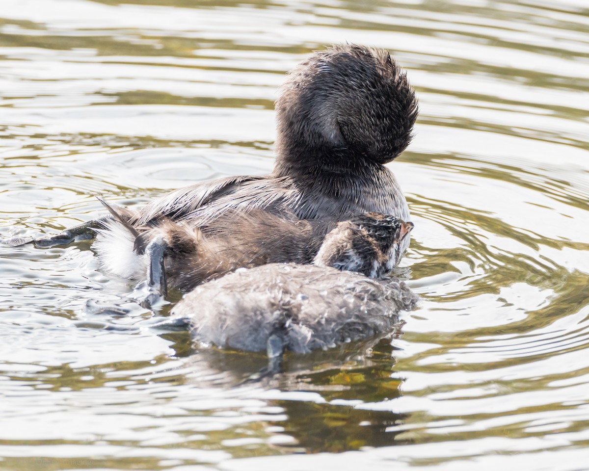 Pied-billed Grebe - ML306342201