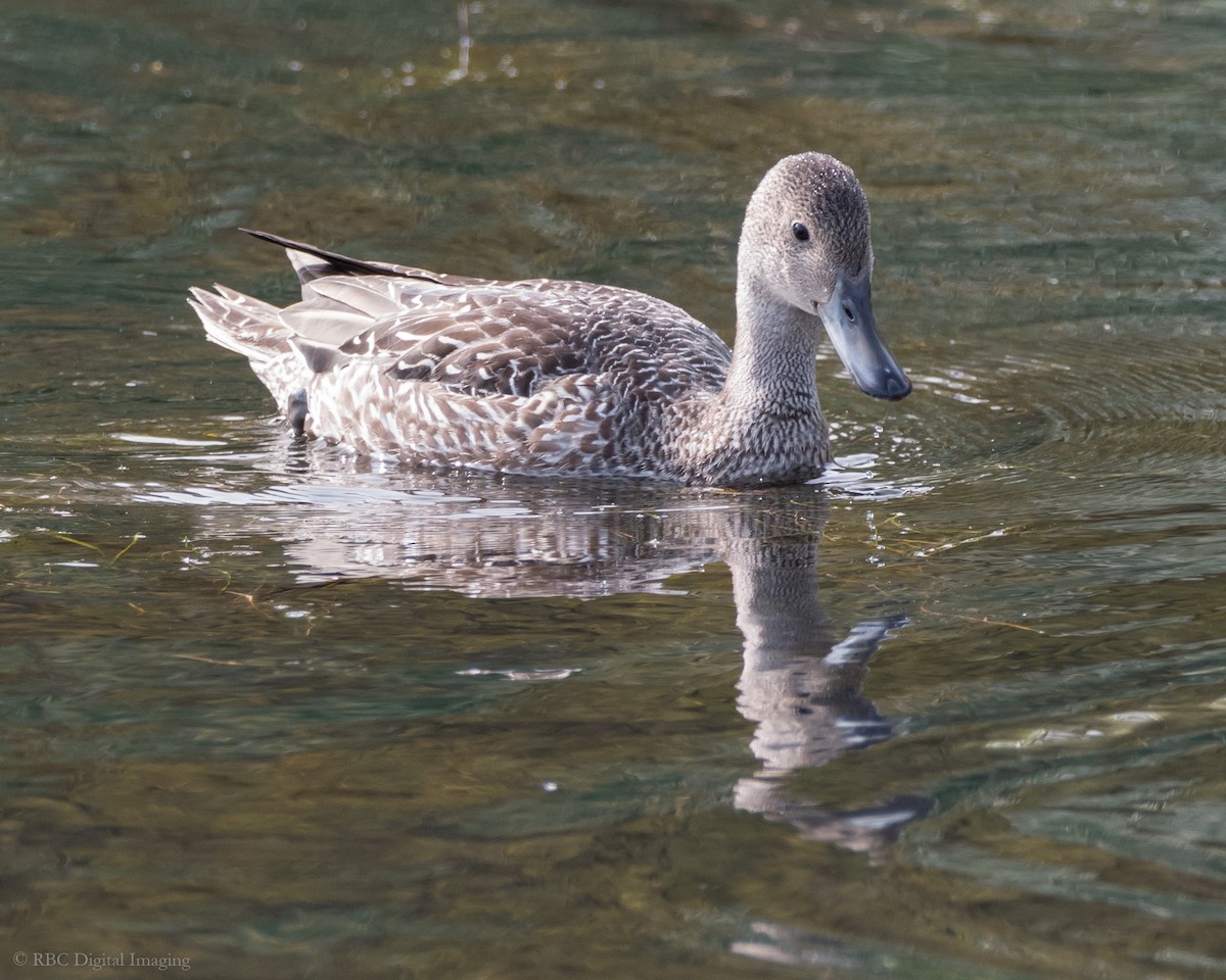 Northern Pintail - Roy Chatburn